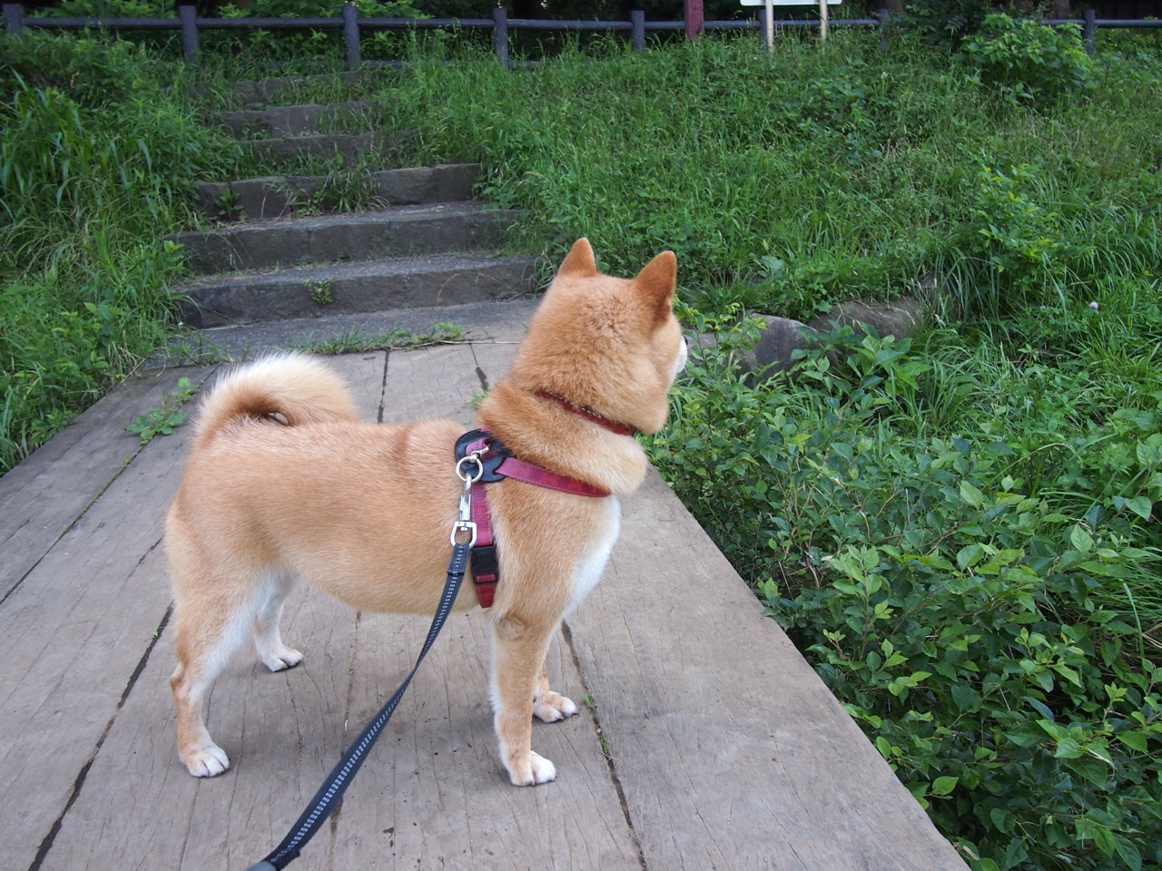 九游体育网址-全球化布局：NBA“走出去”策略助推篮球文化全球传播，篮球文化入侵